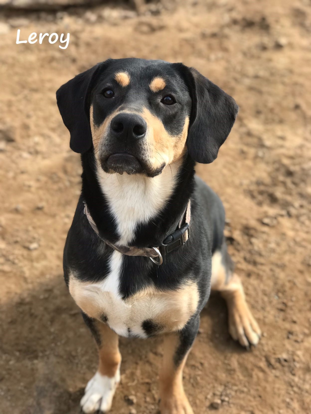 Leroy